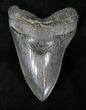 Lower Megalodon Tooth - Georgia #21724-1